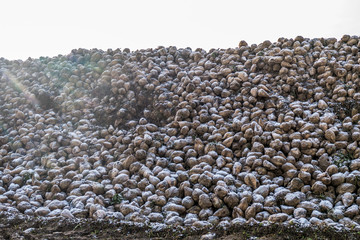 Zuckerrüben Haufen nach der Ernte