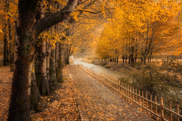 Fototapeta na wymiar Beautiful Autumn At Sichuan China