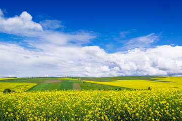spring yellow field in the village and beautiful sky