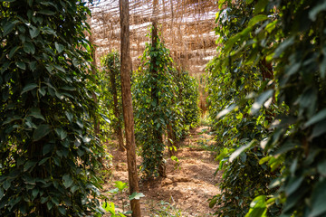 Black pepper plants growing on plantation in Asia. Ripe green peppers on a trees. Agriculture in...