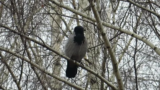 crow hiding in the branches of a birch