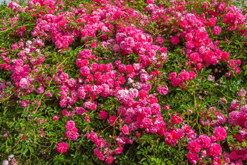 Obraz premium flowers in the garden
