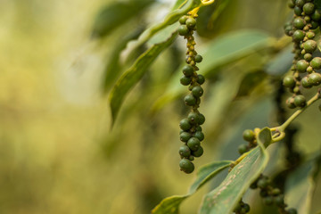 Black pepper plants growing on plantation in Asia. Ripe green peppers on a trees. Agriculture in tropical countries. Pepper on a trees before drying.