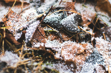 The first frost and snow in winter on fallen leaves