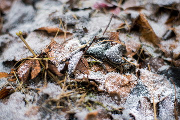 The first frost and snow in winter on fallen leaves