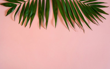 Minimal natural  summer concept. Tropical green palm leaves on pink background. Free space for your text.