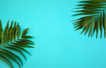 Fototapeta na wymiar Minimal natural summer concept. Tropical green palm leaves on light blue background. Free space for your text.
