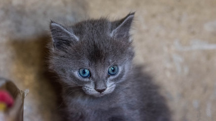 Un regard est dans tout pays un langage...!