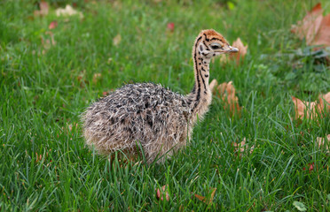 Portrait of little an african ostrich chick at ostrich farm. Pretty cute ostrich chicken of 5 days old walking in green grass and field at zoo. Small young ostrich bird explores natural environment.