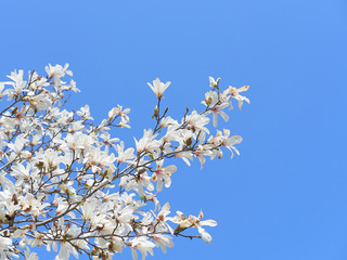 コブシの花　青空背景