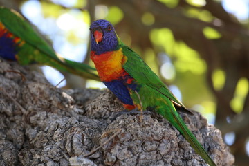 Lorrikeets in a park in brisbane Australia