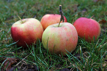 Arrangement of apples in nature, outdoors under natural light