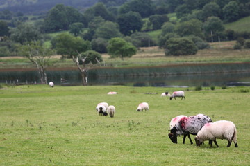 Obraz premium Sheep grazing near Glencar waterfall in County Sligo