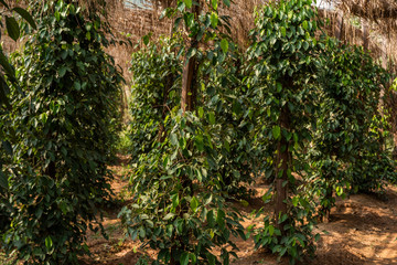 Black pepper plants growing on plantation in Asia. Ripe green peppers on a trees. Agriculture in tropical countries. Pepper on a trees before drying.