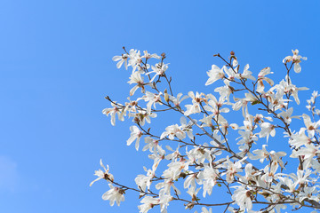 コブシの花　青空背景