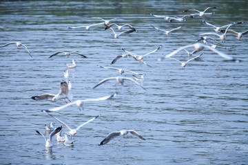 group of seagulls flying in the Bangpoo Sea, Thailand.shallow focus effect.