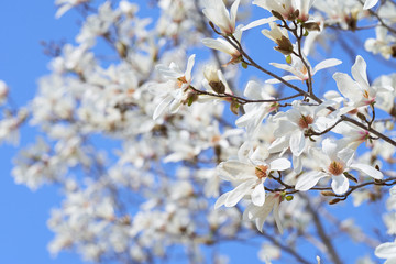 コブシの花