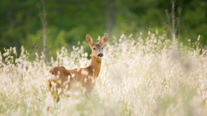 femmina di capriolo adulta in campo in mezzo a erba alta