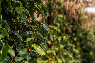 Black pepper plants growing on plantation in Asia. Ripe green peppers on a trees. Agriculture in tropical countries. Pepper on a trees before drying.