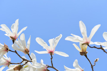コブシの花　青空背景
