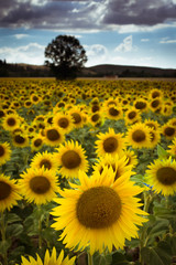 Obraz premium campo di bellissimi girasoli in fiore con albero in mezzo al campo