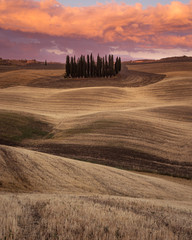 Obraz premium cipressi di san quirico d'orcia al tramonto