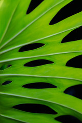 green leaf background