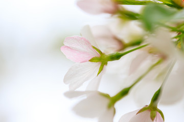 Obraz na płótnie Canvas flower on white background