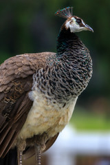 peacock in zoo