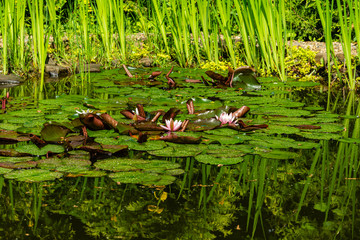 White water lily or lotus flower Marliacea Rosea in garden pond. Close-up. Nymphaea water lily with drops of water on large leaves. Aquatic plants growing on shore are reflected in clear emerald water