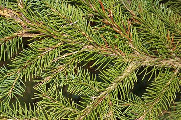 Natural background in daylight, lively and natural texture