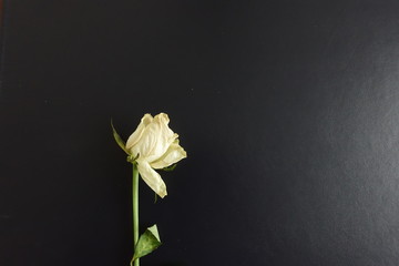Fototapeta premium red rose on black background