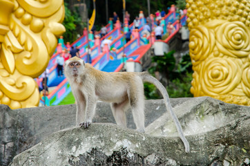 Monkey in Batu Caves with colorful staircase behind (Kuala Lumpur, Malaysia) - 309176783