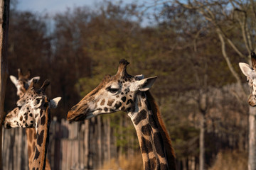 Giraffe