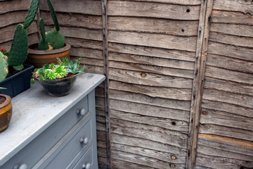 wooden wall with cactus plants in pots on cupboard, in the garden