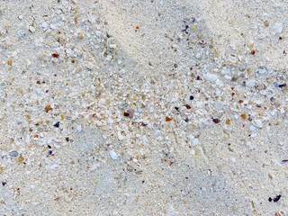 Background and texture of close-up sand and cockleshell with sunlight shines on them