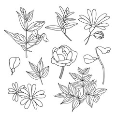 Hand drawn plants set. Vector illustrations. Flowers, leaves and branches for wedding prints, banners, posters, greeting cards, coloring.