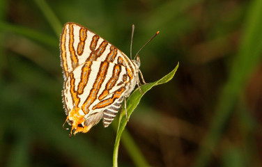 Fototapeta na wymiar Common silverline butterfly, Cigaritis vulcanus, Hesaraghatta, Bangalore, Karnataka, India