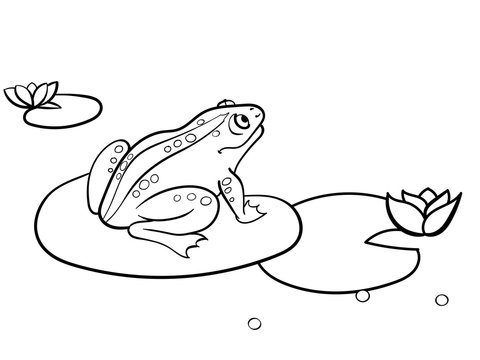 Children coloring toad, a frog is sitting on a water lily. Black and white. Cartoon vector