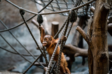 Orang Utan Baby