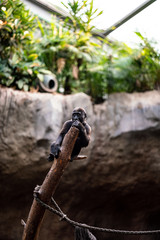 Fototapeta premium Baby Gorilla