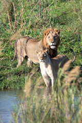 lion and lioness