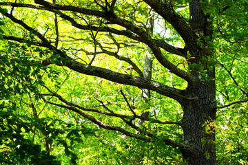 Beautiful summer forest with larga oak tree trunk and branches. Nature background, landscape photography