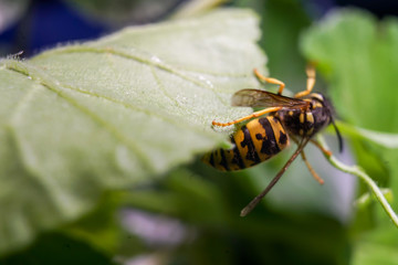 Macro of a wasp bee on a green leaf.