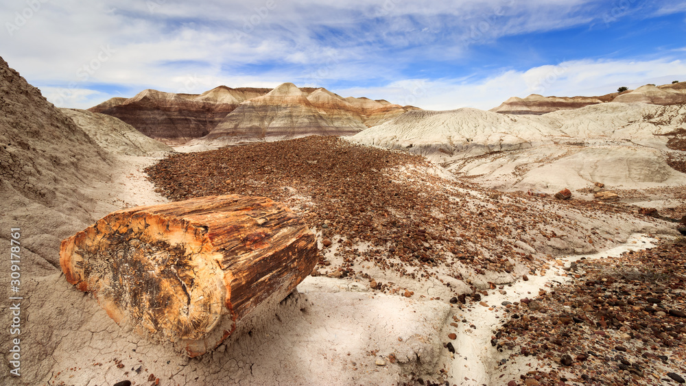 Wall mural piece of tree trunk stem fossile amidst the landscape of the petrified forest national park in arizo