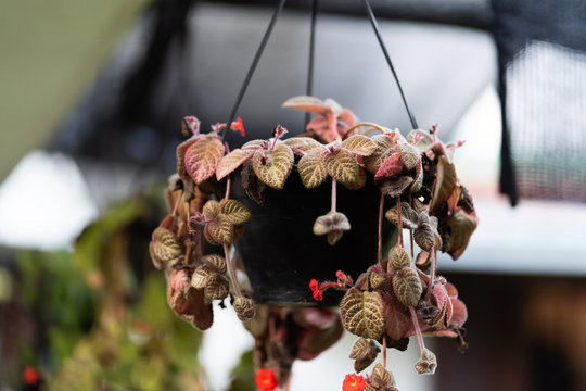 It's a amazing and beautiful indian flawer Looks so good in flawer pot