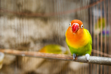 (Selective focus) A beautiful and colored Fischer's Lovebird is looking at camera with curiosity. The Fischer's lovebird is a small parrot species and is the most widely traded bird in the world.