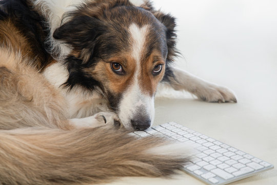 border collie beim netzwerken