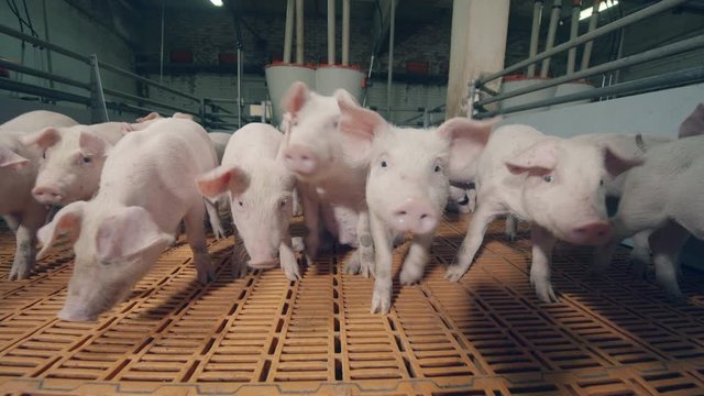 Piggery yard with young pigs moving forward