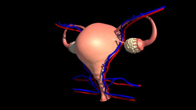 Female Reproductive System